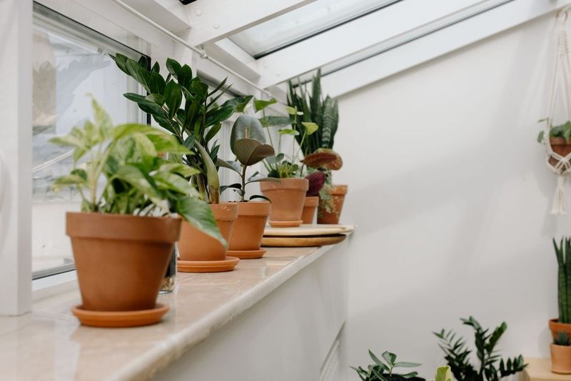 Plants That Survive a North-Facing Apartment